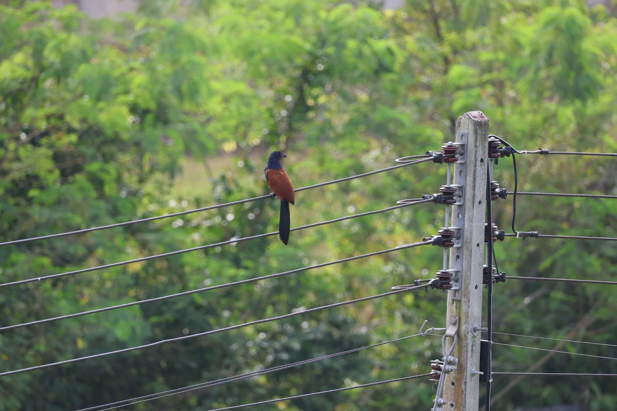 Greater Coucal - ML646573834