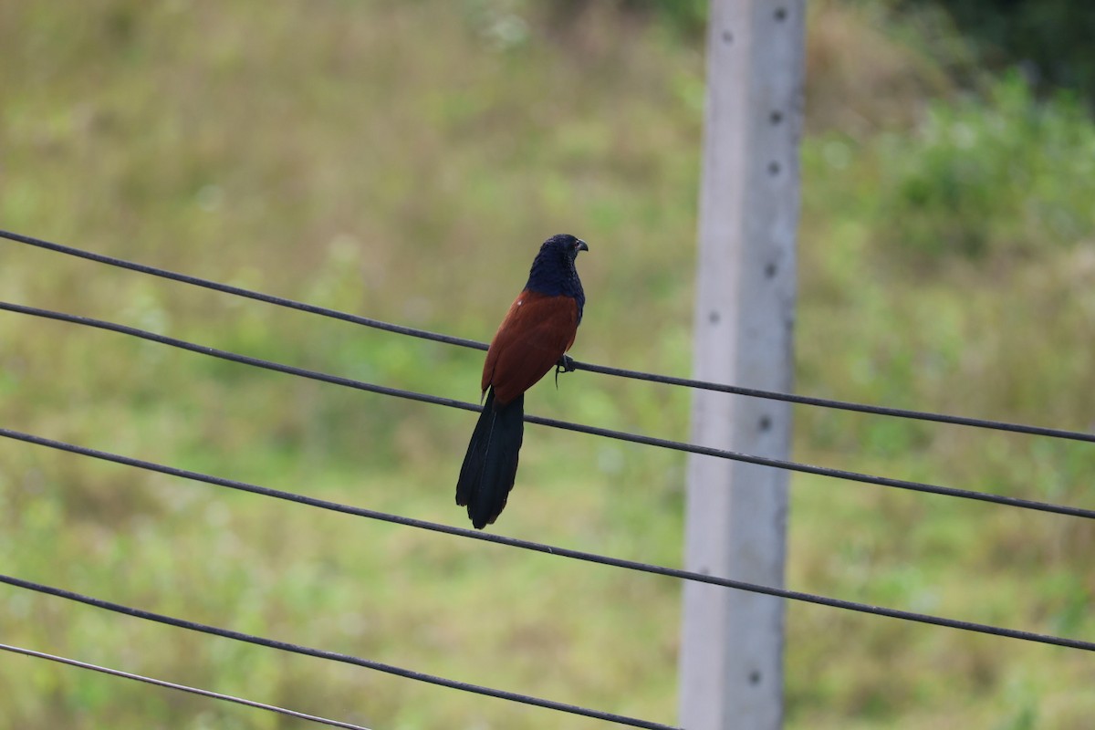 Greater Coucal - ML646573835