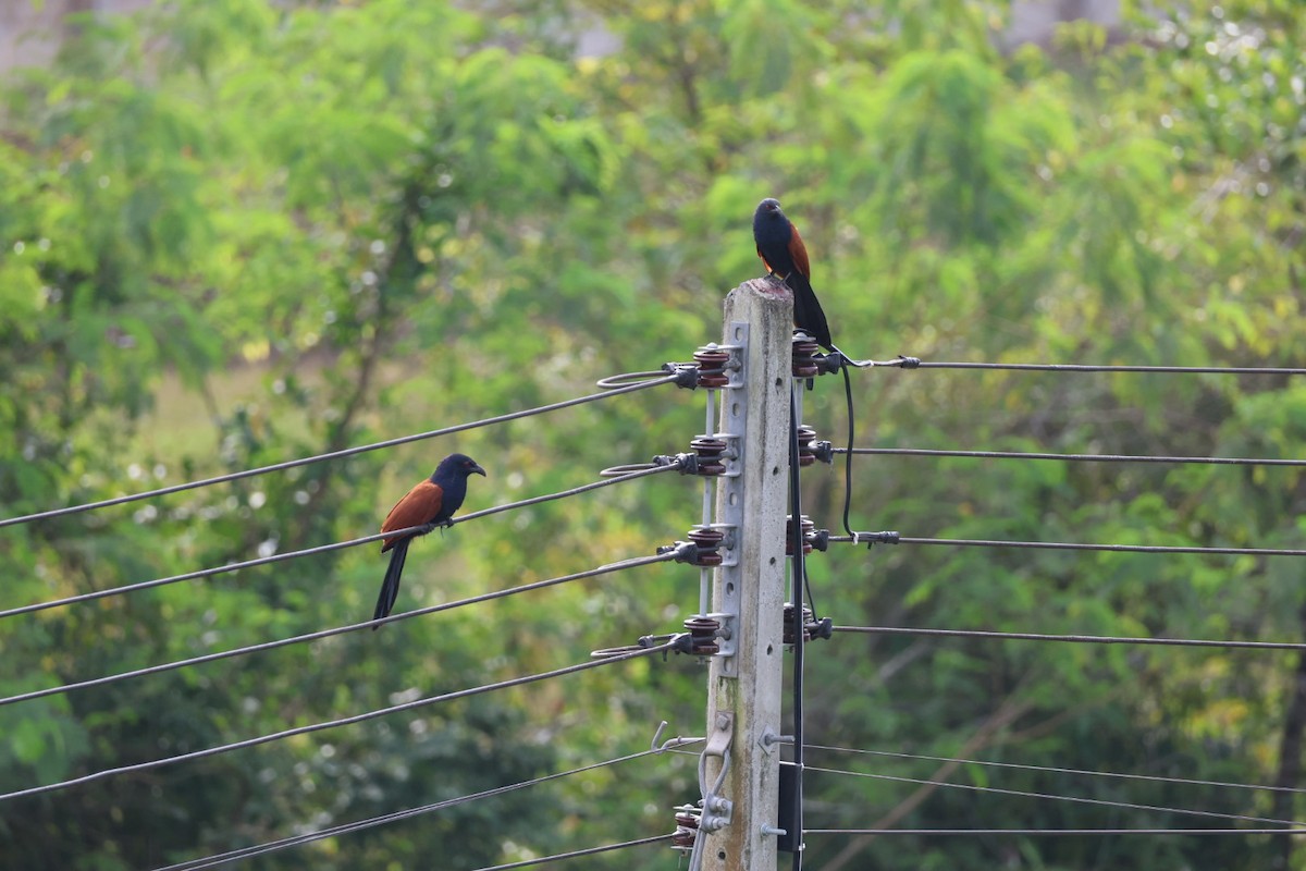 Greater Coucal - ML646573836