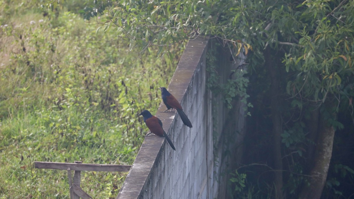 Greater Coucal - ML646573837