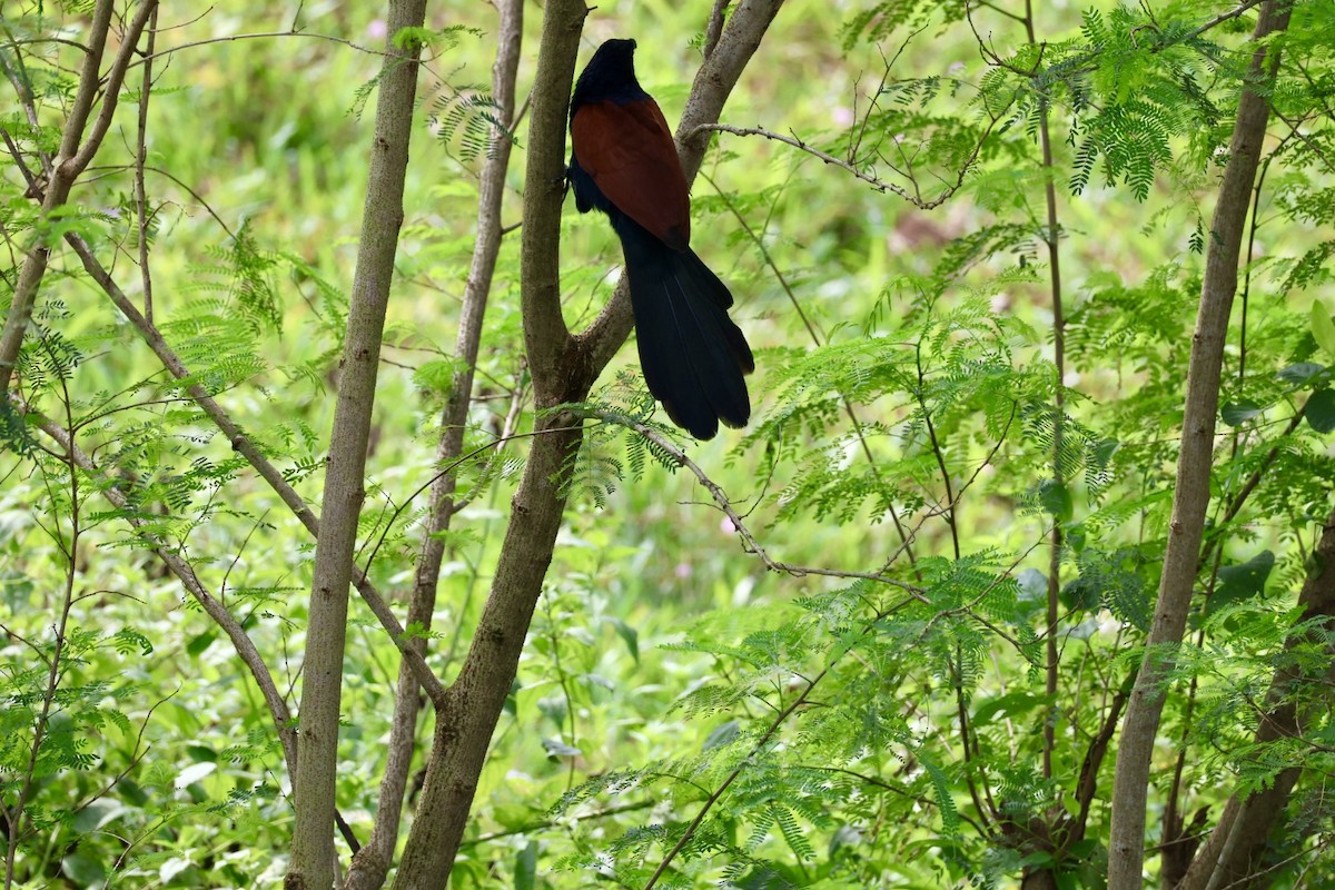 Greater Coucal - ML646573838