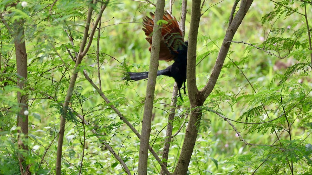 Greater Coucal - ML646573839