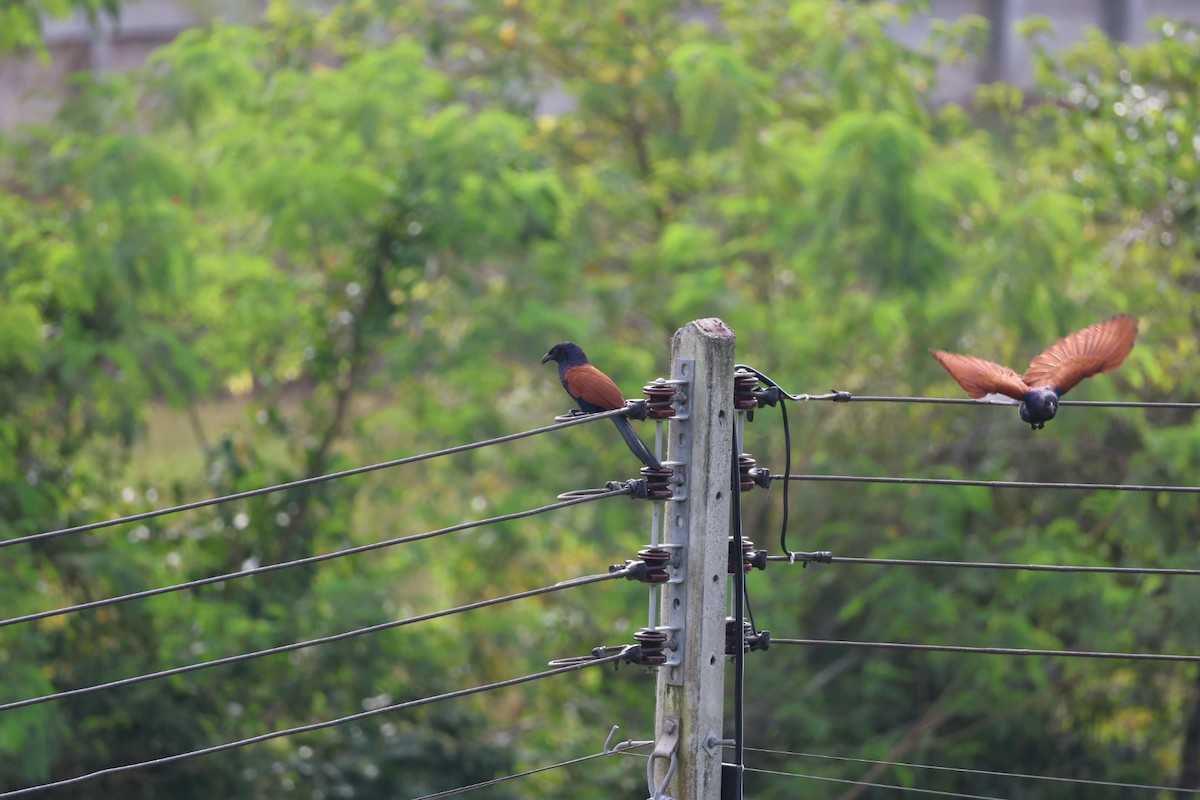 Greater Coucal - ML646573840