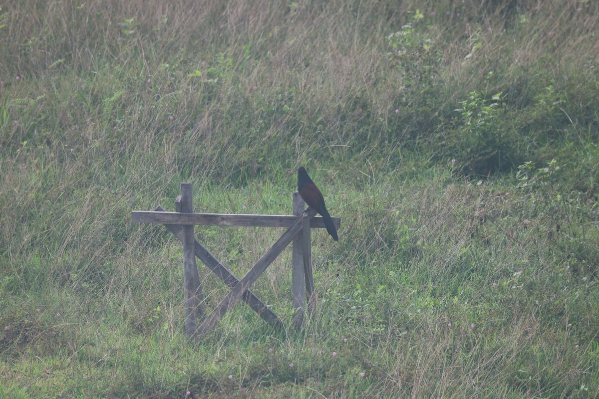 Greater Coucal - ML646573841