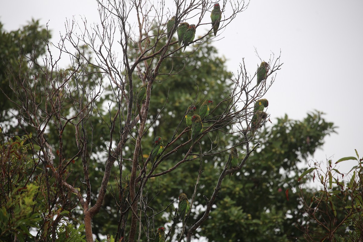 Musk Lorikeet - ML646573842