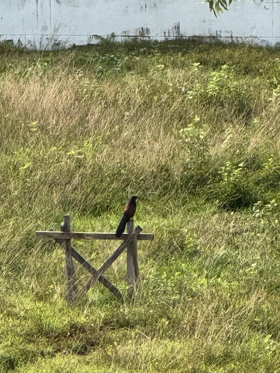 Greater Coucal - ML646573843
