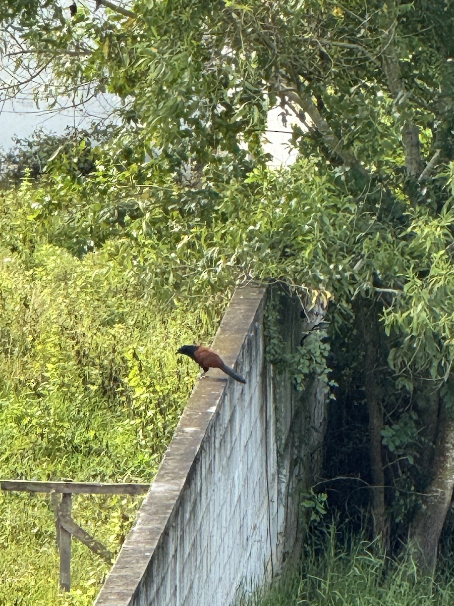 Greater Coucal - ML646573844