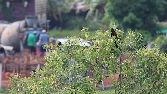 Коукал рудокрилий - ML646573846