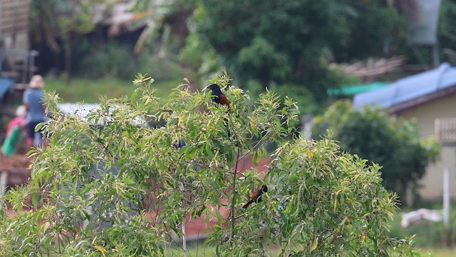 Greater Coucal - ML646573847