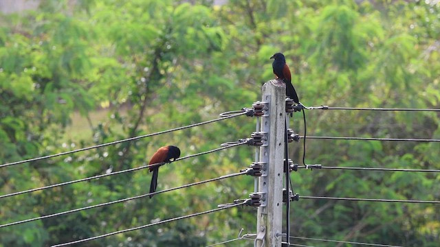 Коукал рудокрилий - ML646573848