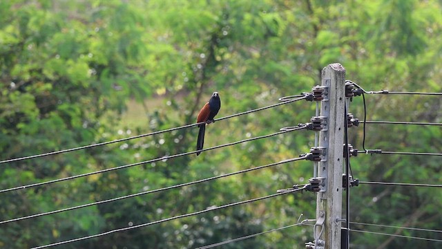 Greater Coucal - ML646573849