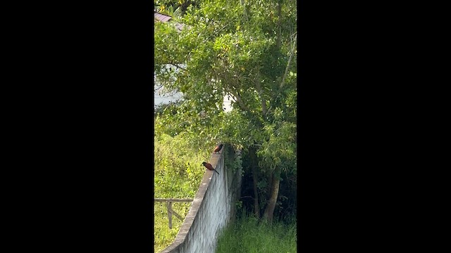 Коукал рудокрилий - ML646573850