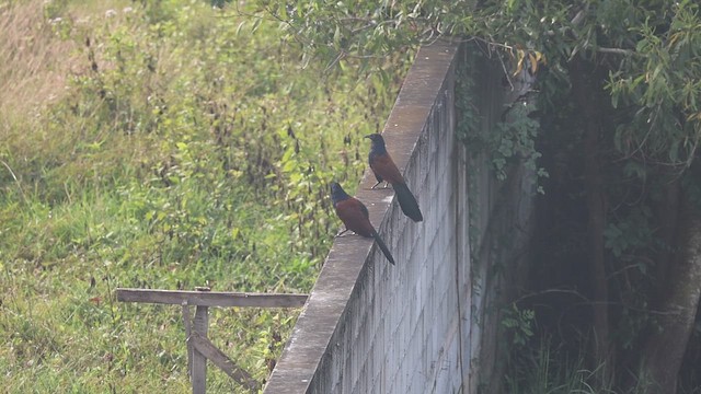 Коукал рудокрилий - ML646573851