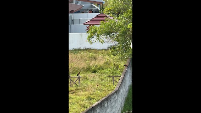 Коукал рудокрилий - ML646573852