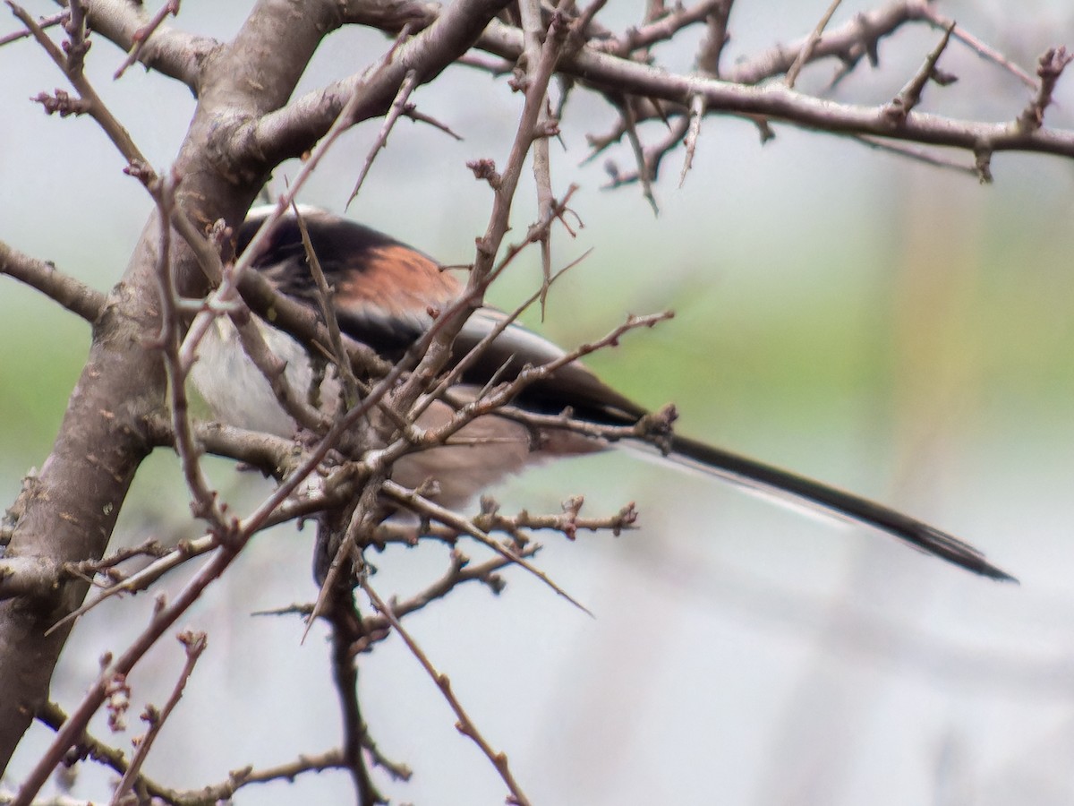 Buztanluze arrunta - ML646573853