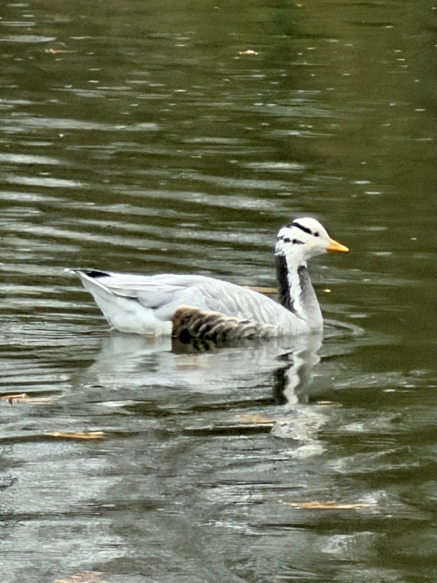 Antzara indiarra - ML646573854