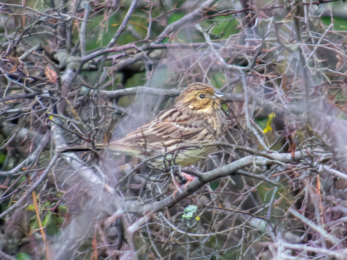 Hesi-berdantza - ML646573855