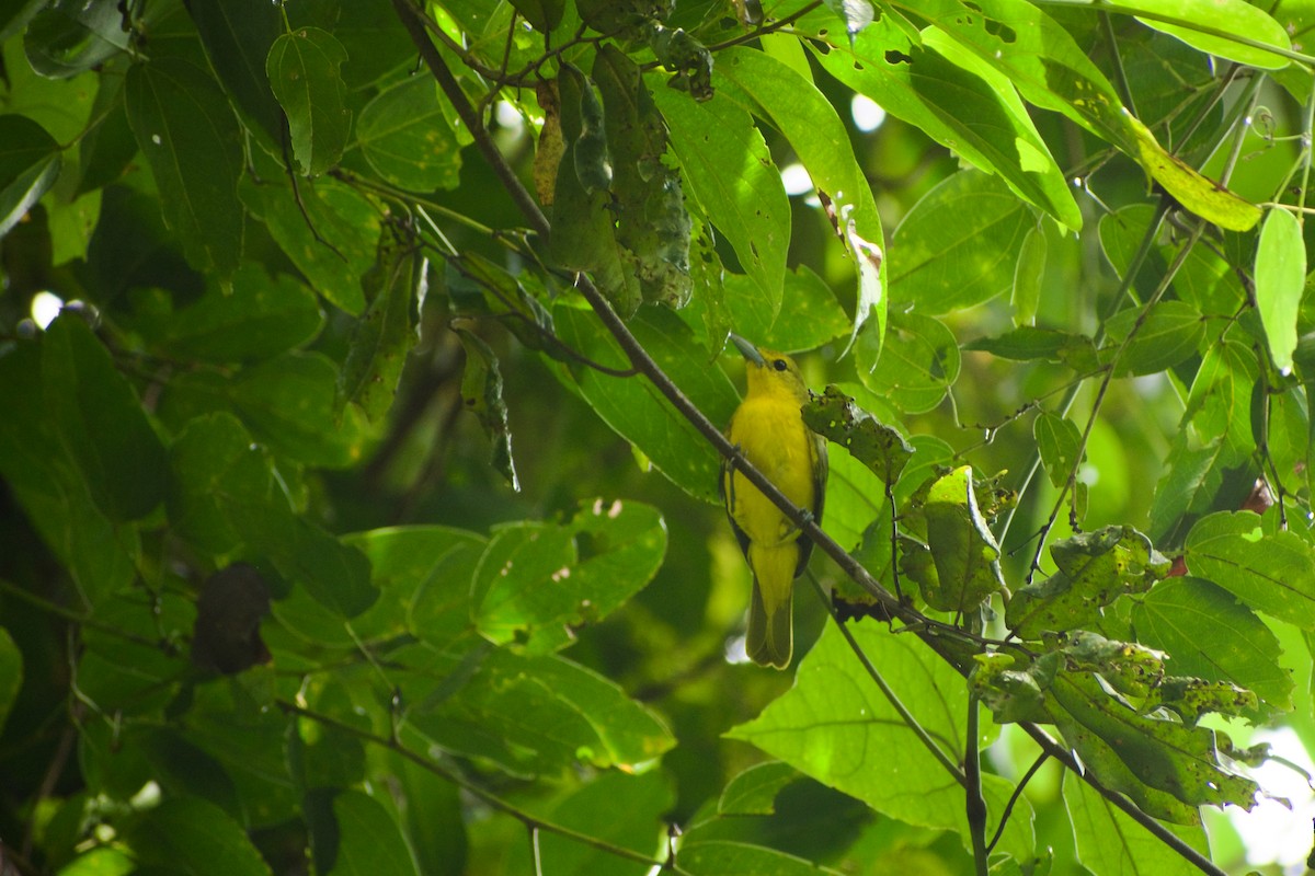 Great Iora - ML646573856