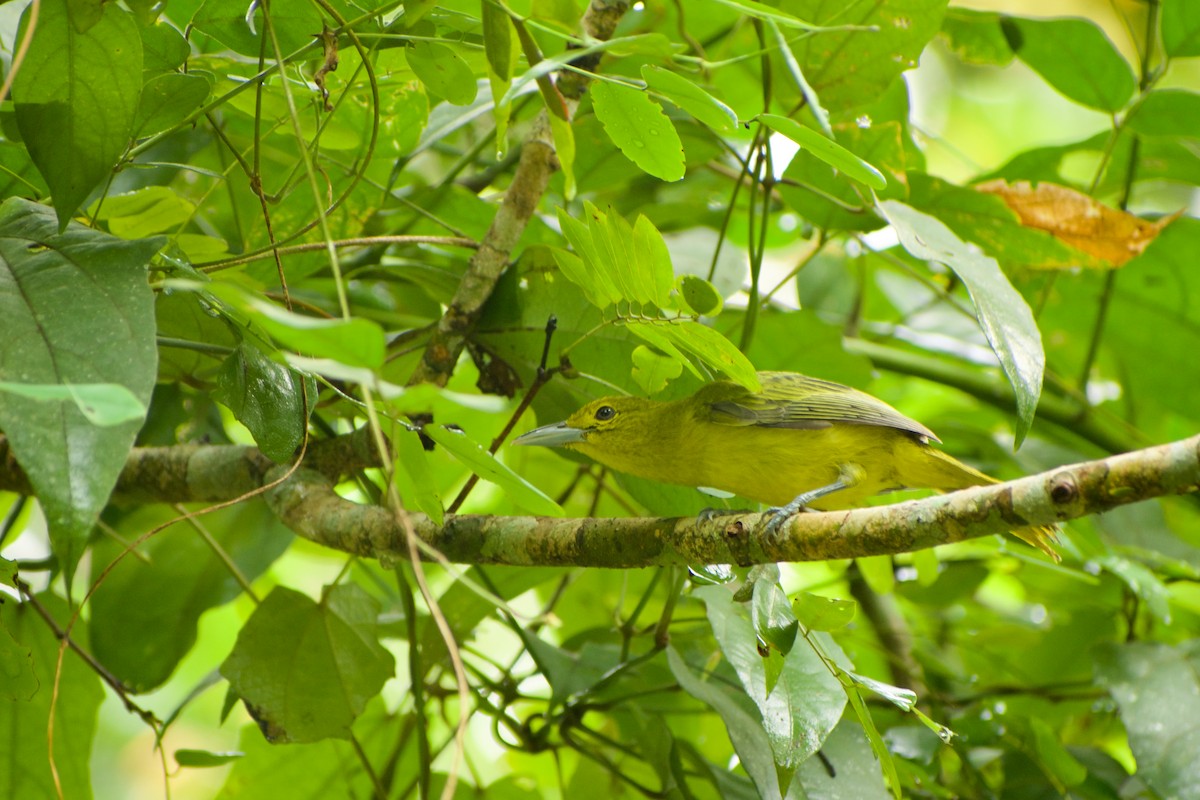 Great Iora - ML646573857