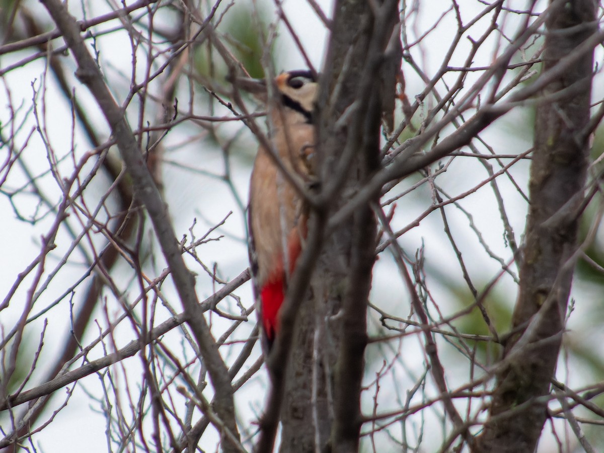 Okil handia - ML646573858