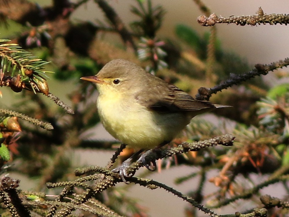 Sasi-txori horizta - ML646573861