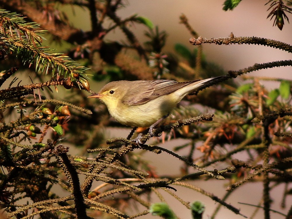 Sasi-txori horizta - ML646573862