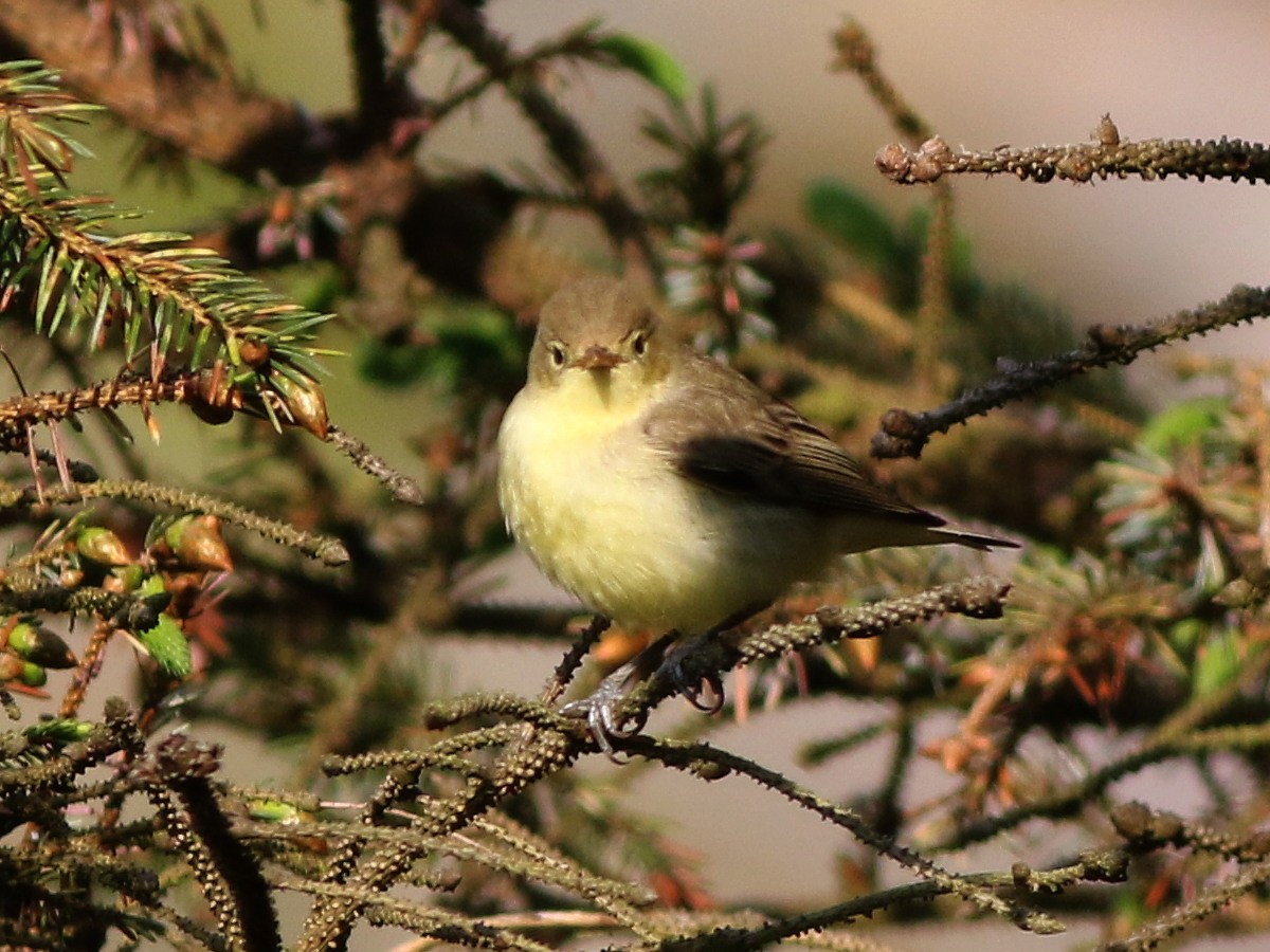 Sasi-txori horizta - ML646573863