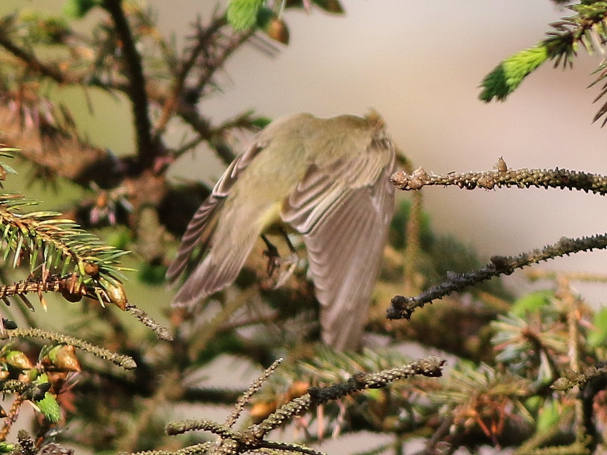 Sasi-txori horizta - ML646573864