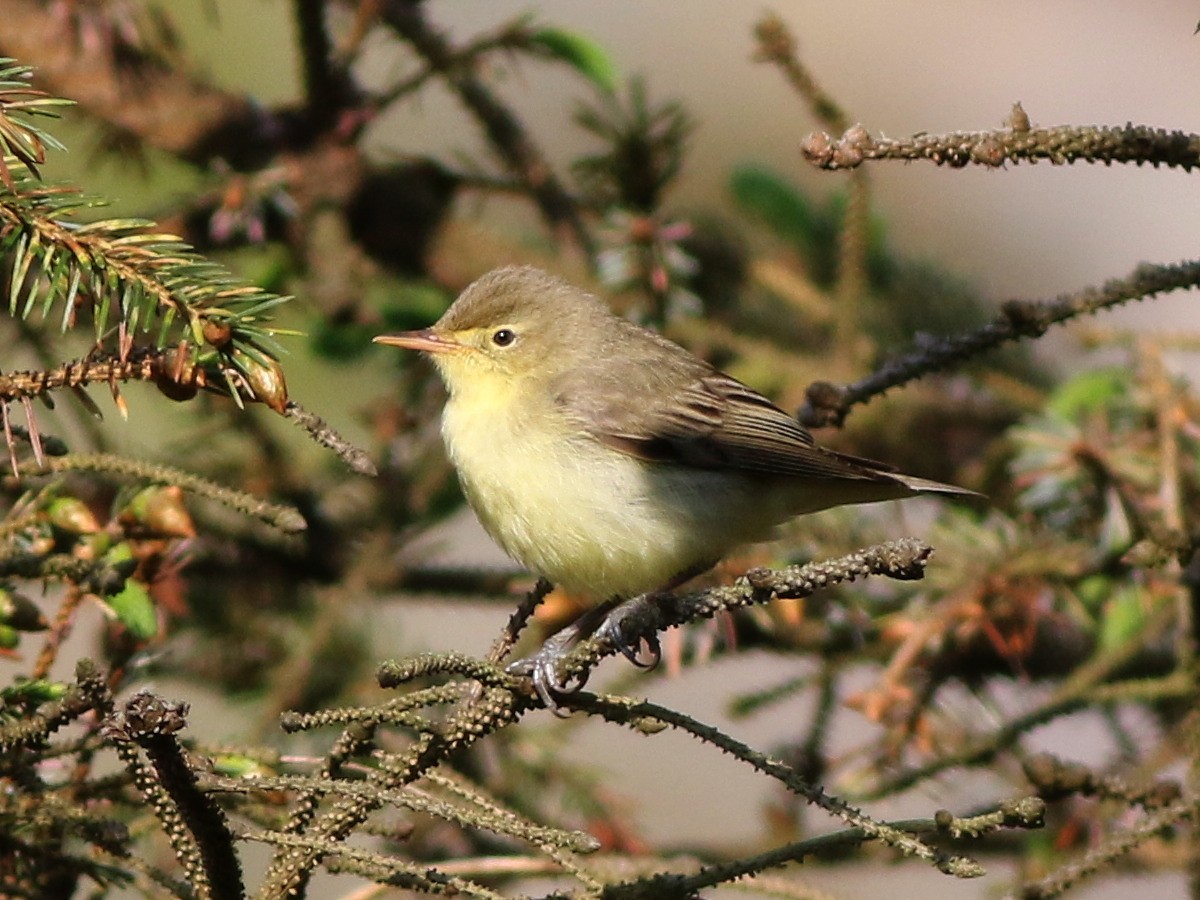 Sasi-txori horizta - ML646573865