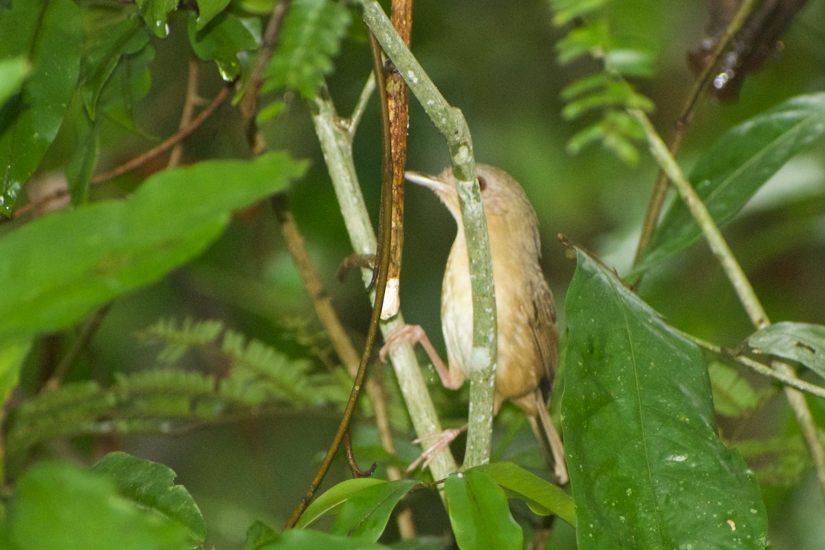 Abbott's Babbler - ML646573866