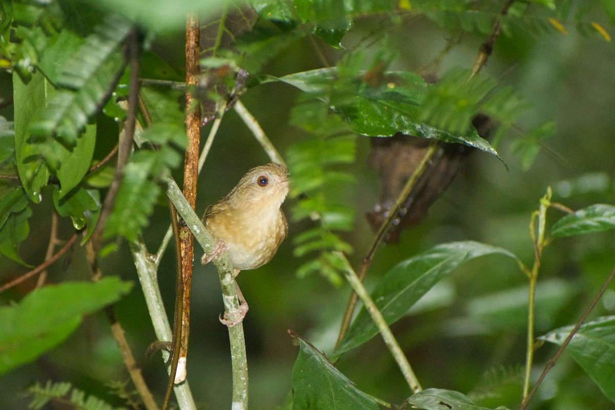 Abbott's Babbler - ML646573867