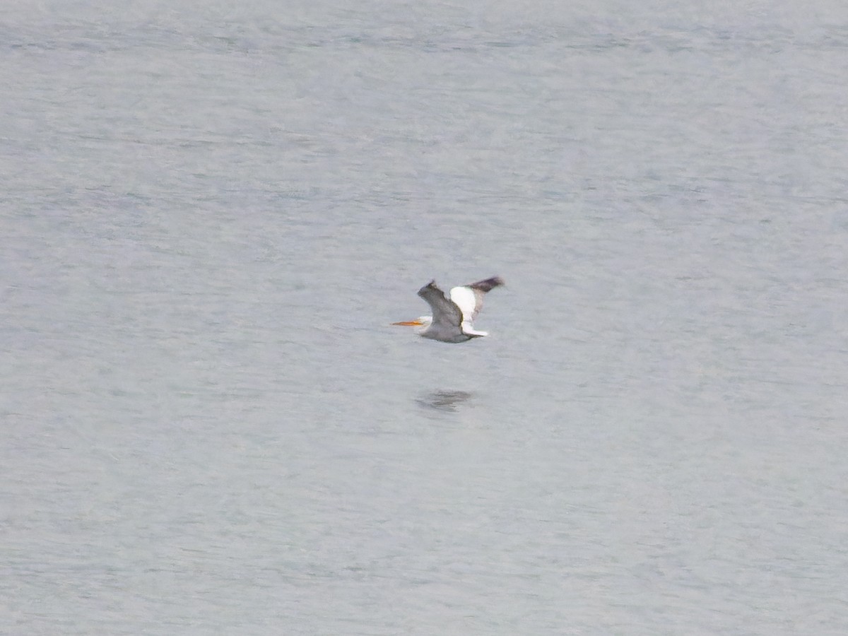 Pelikano ilebihurria - ML646573868