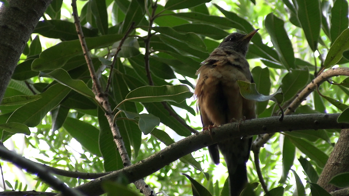 Капский дрозд - ML646573869