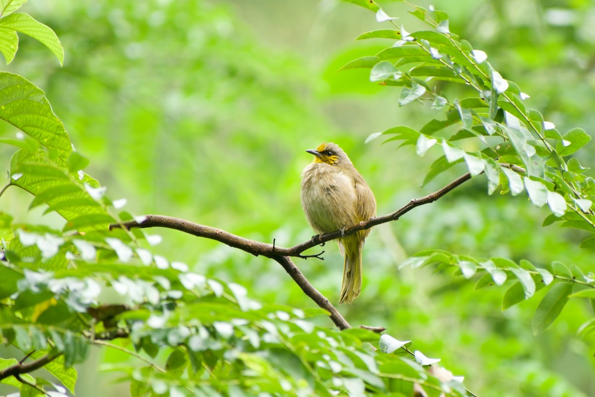 Stripe-throated Bulbul - ML646573871