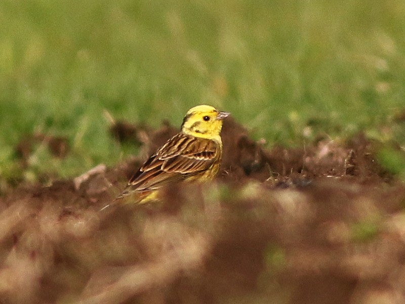 Yellowhammer - ML646573872