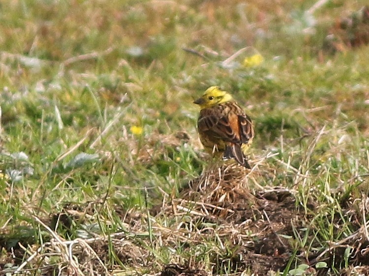 Yellowhammer - ML646573873