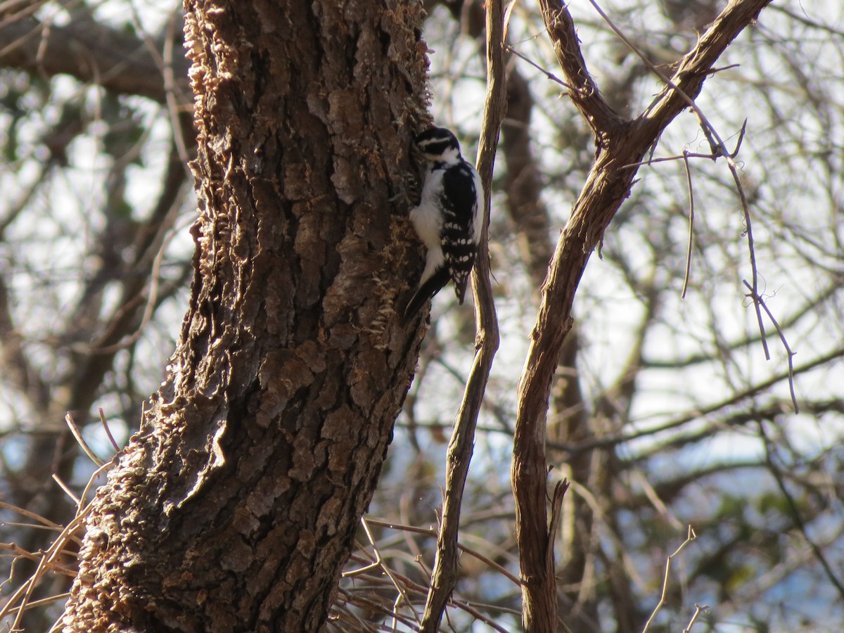 Hairy Woodpecker - ML646573874
