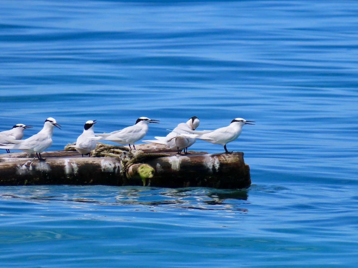 שחפית שחורת-עורף - ML646573875