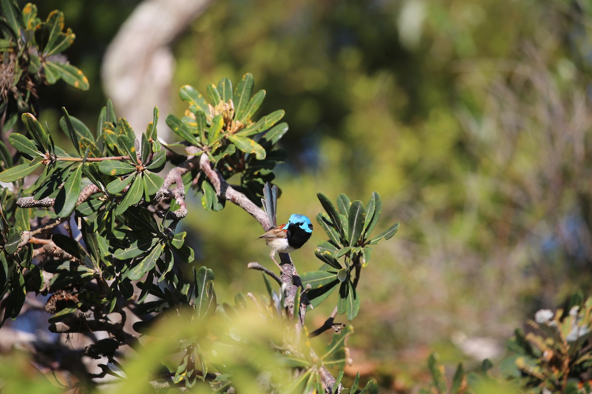 Variegated Fairywren - ML646573876