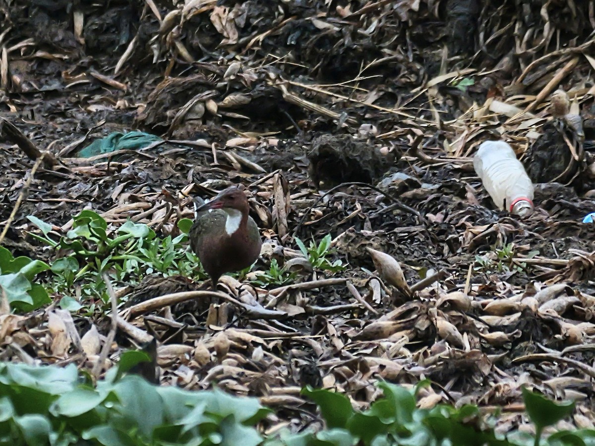 White-throated Rail - ML646573877