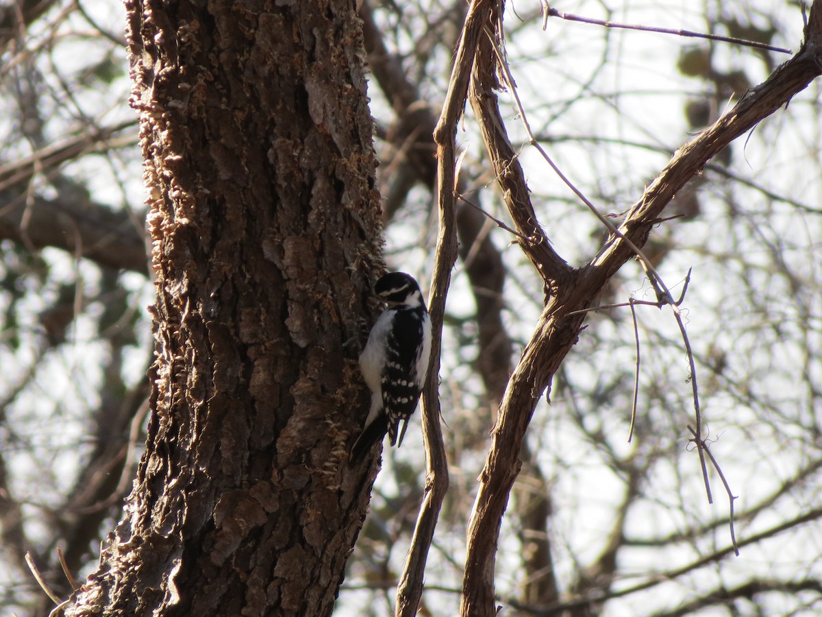 Hairy Woodpecker - ML646573878