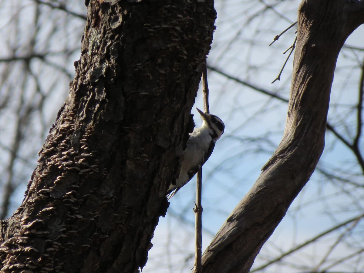 Hairy Woodpecker - ML646573880