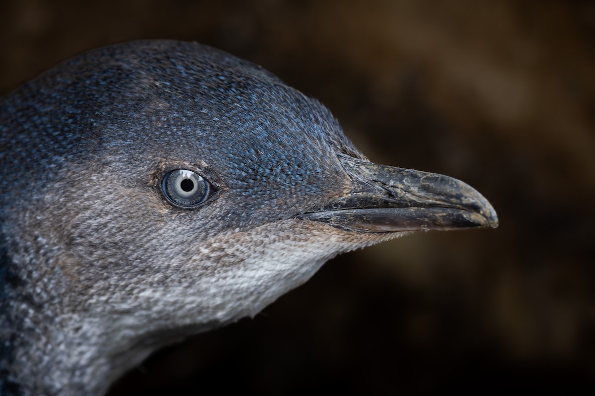 Малый пингвин - ML646573881