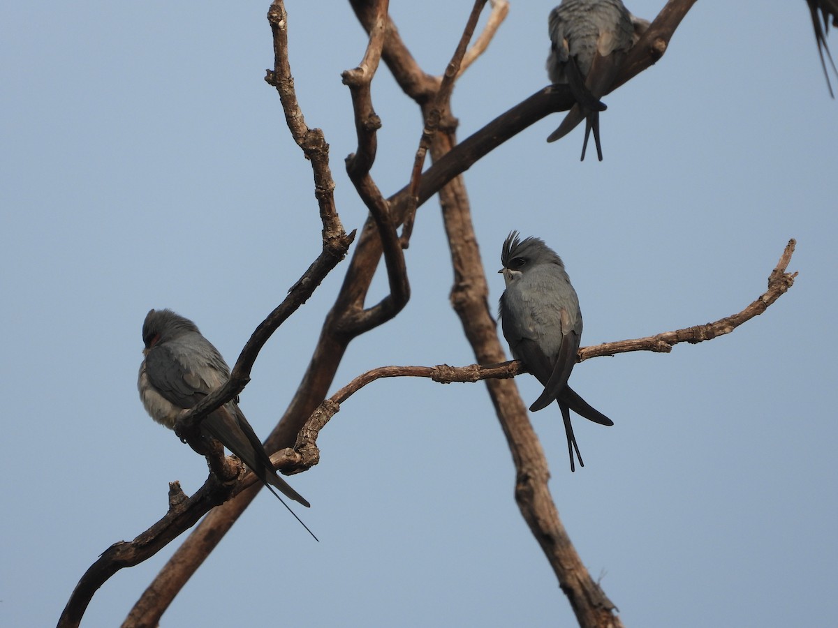 Hémiprocné couronné - ML646573882