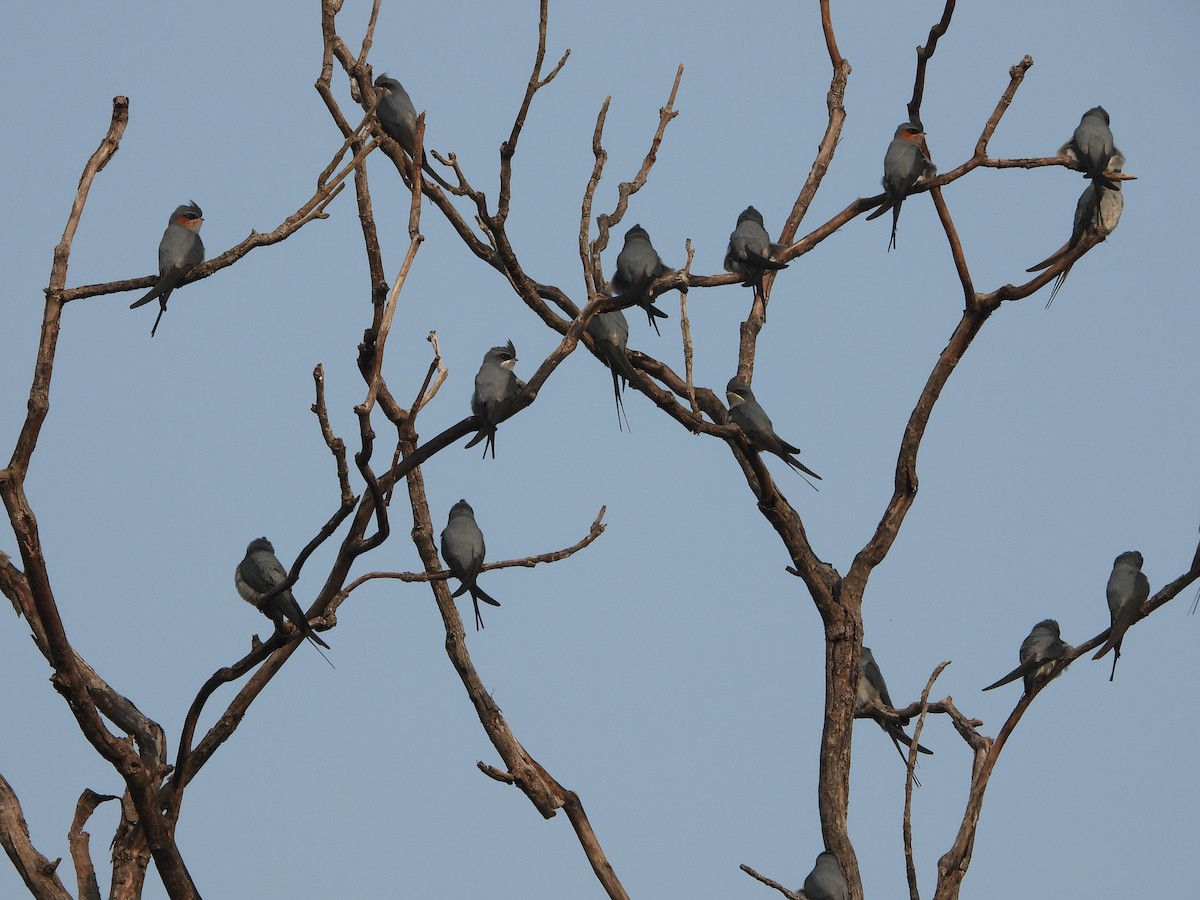 Hémiprocné couronné - ML646573883