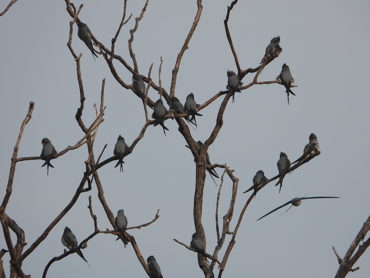 Hémiprocné couronné - ML646573884