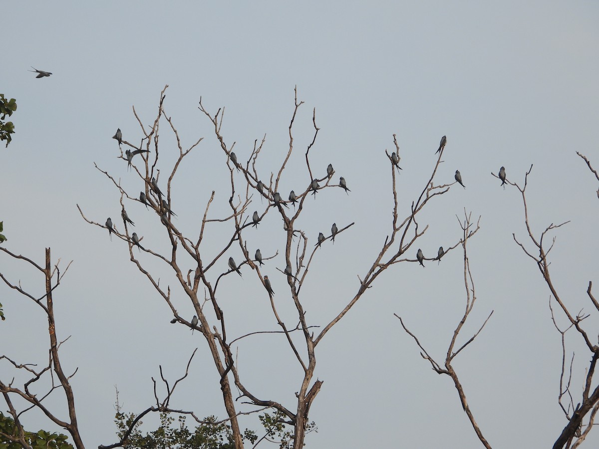 Hémiprocné couronné - ML646573885