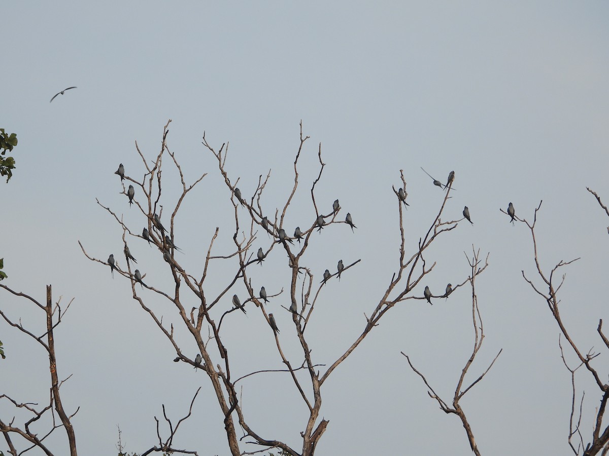 Hémiprocné couronné - ML646573886