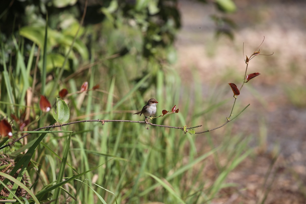 Superb Fairywren - ML646573887
