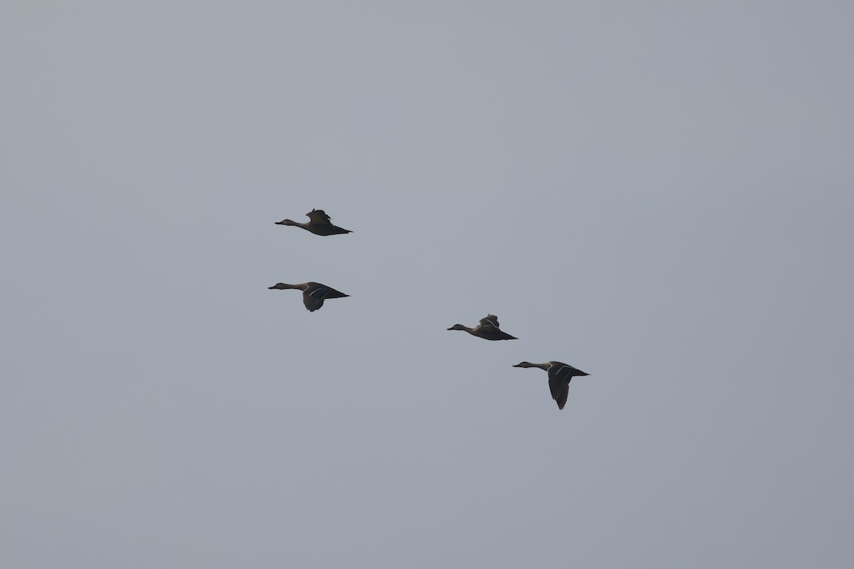 ברווז עקוד-מקור הודי - ML646573888
